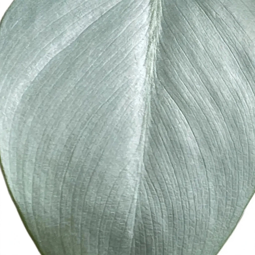 Close-up of Silver Sword Philodendron foliage