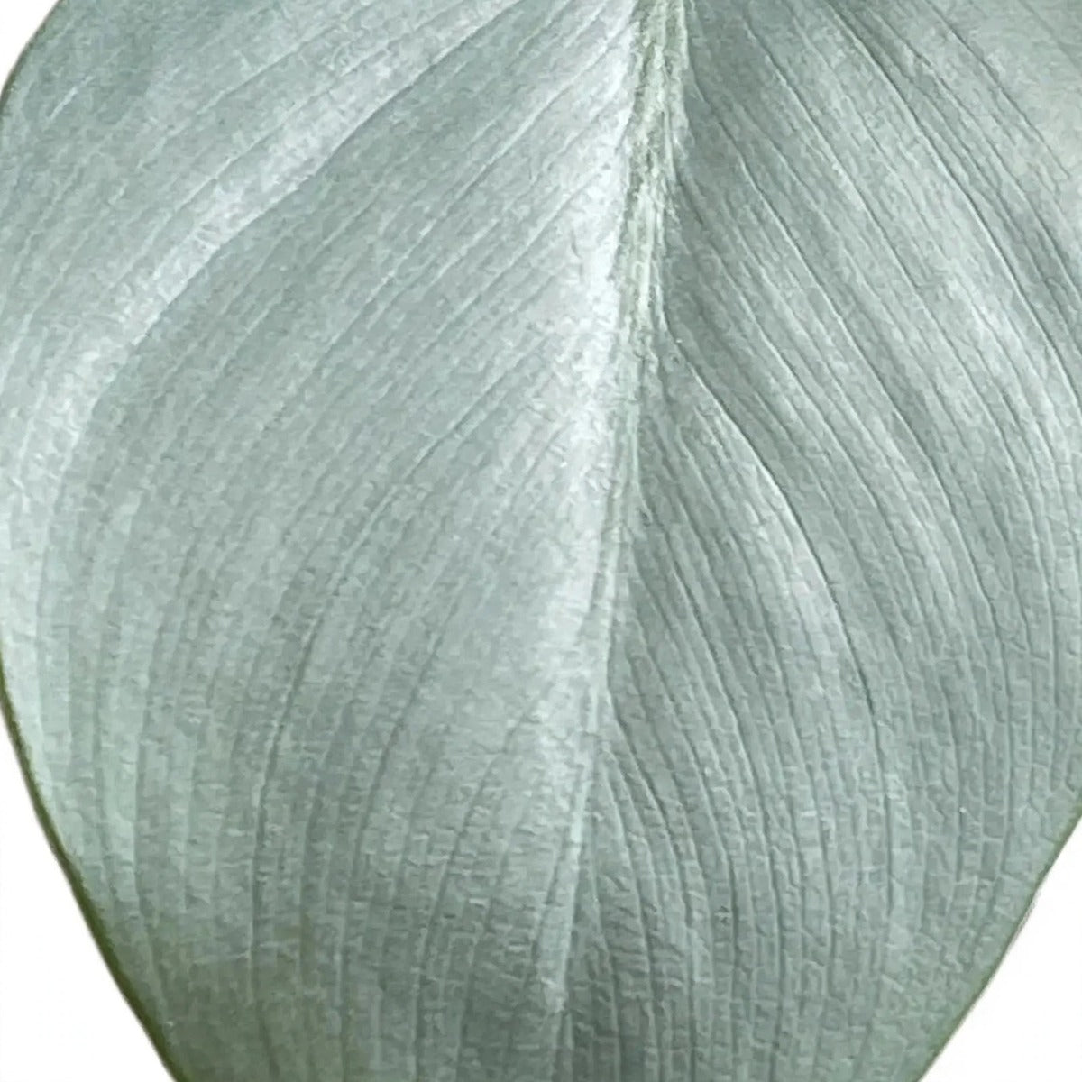 Close-up of Silver Sword Philodendron foliage