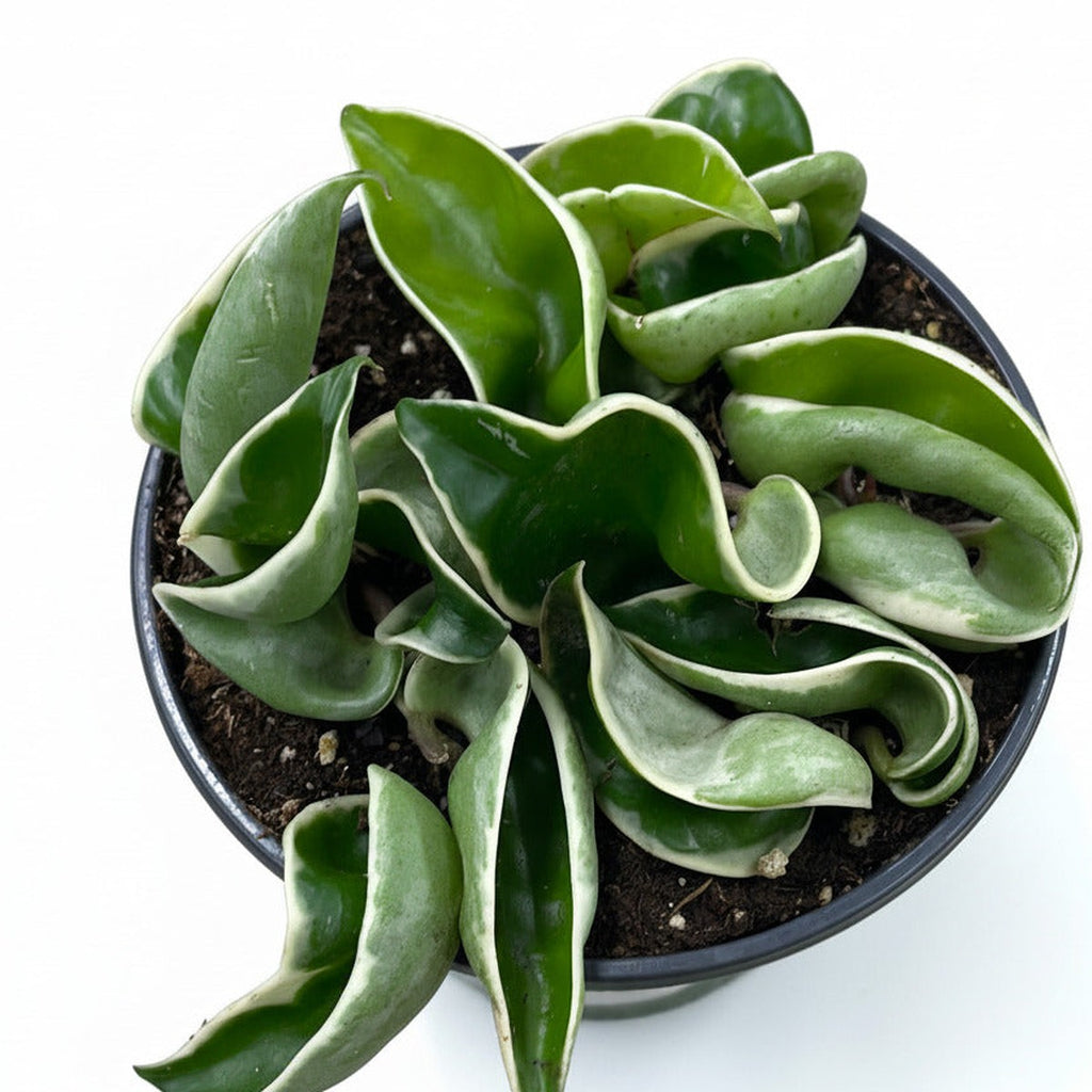 Close-up of Variegated Hoya Rope Plant foliage