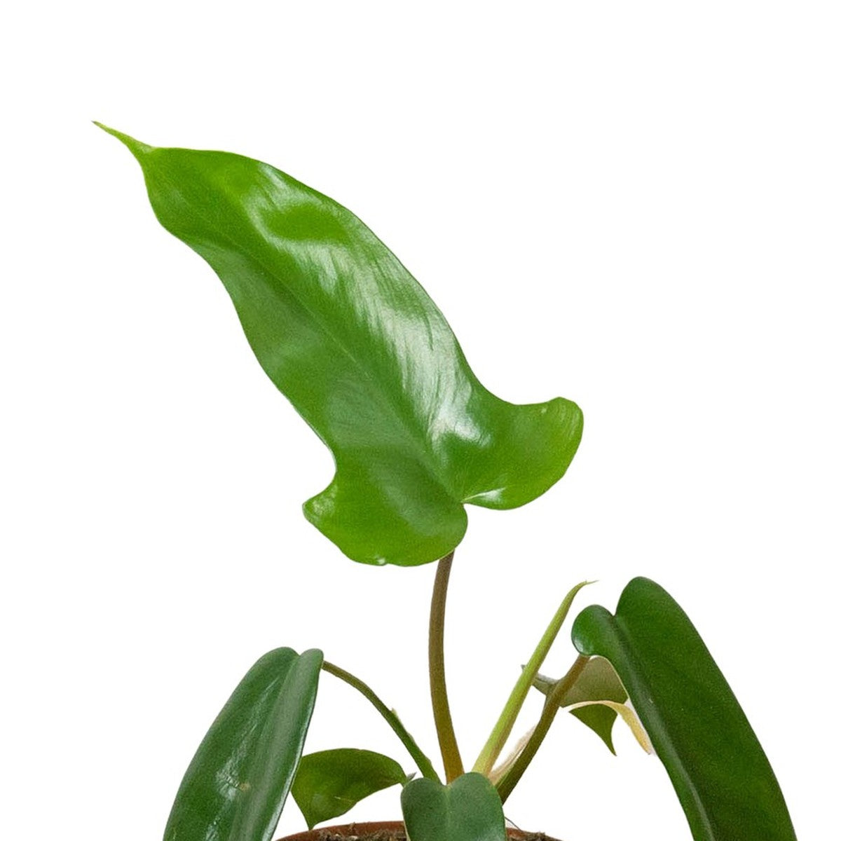 Close-up of Florida Green Philodendron foliage