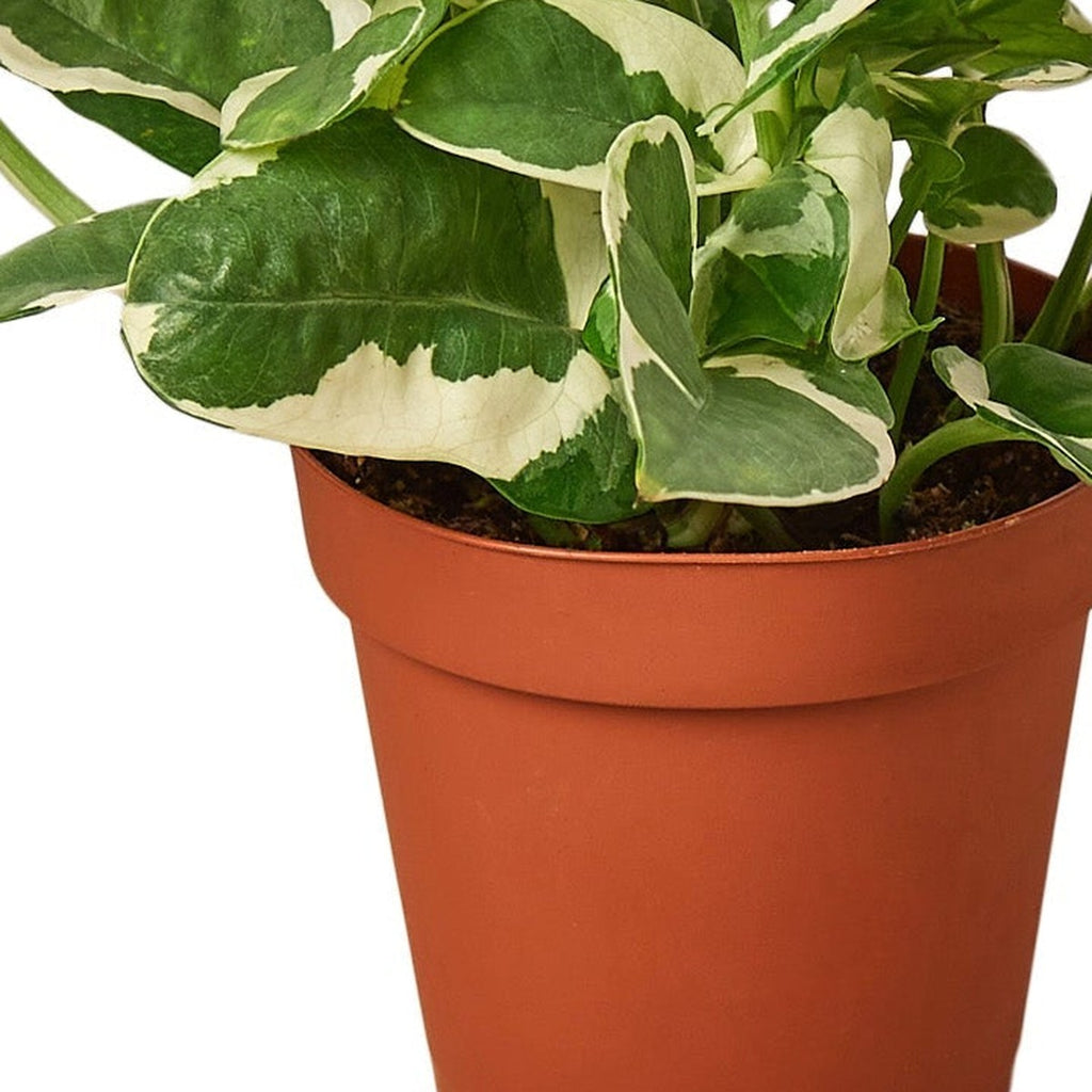 Close-up of N'Joy Pothos foliage