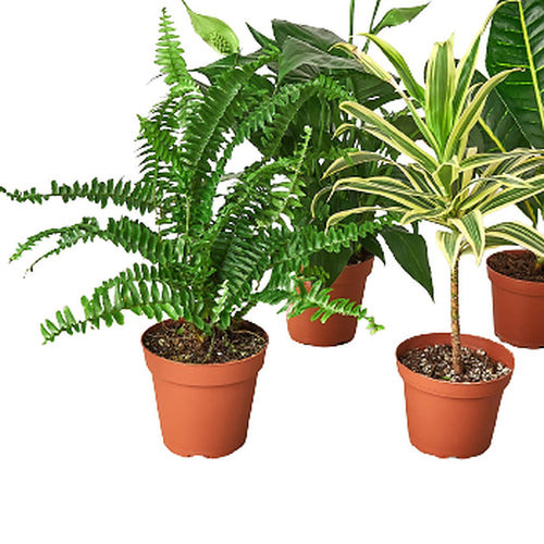Close-up of Air Purifying Bundle foliage