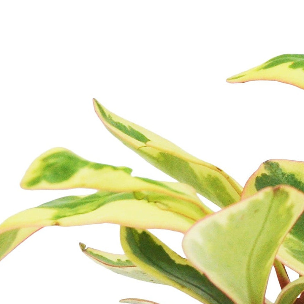 Close-up of 3 Peperomia Variety Pack foliage