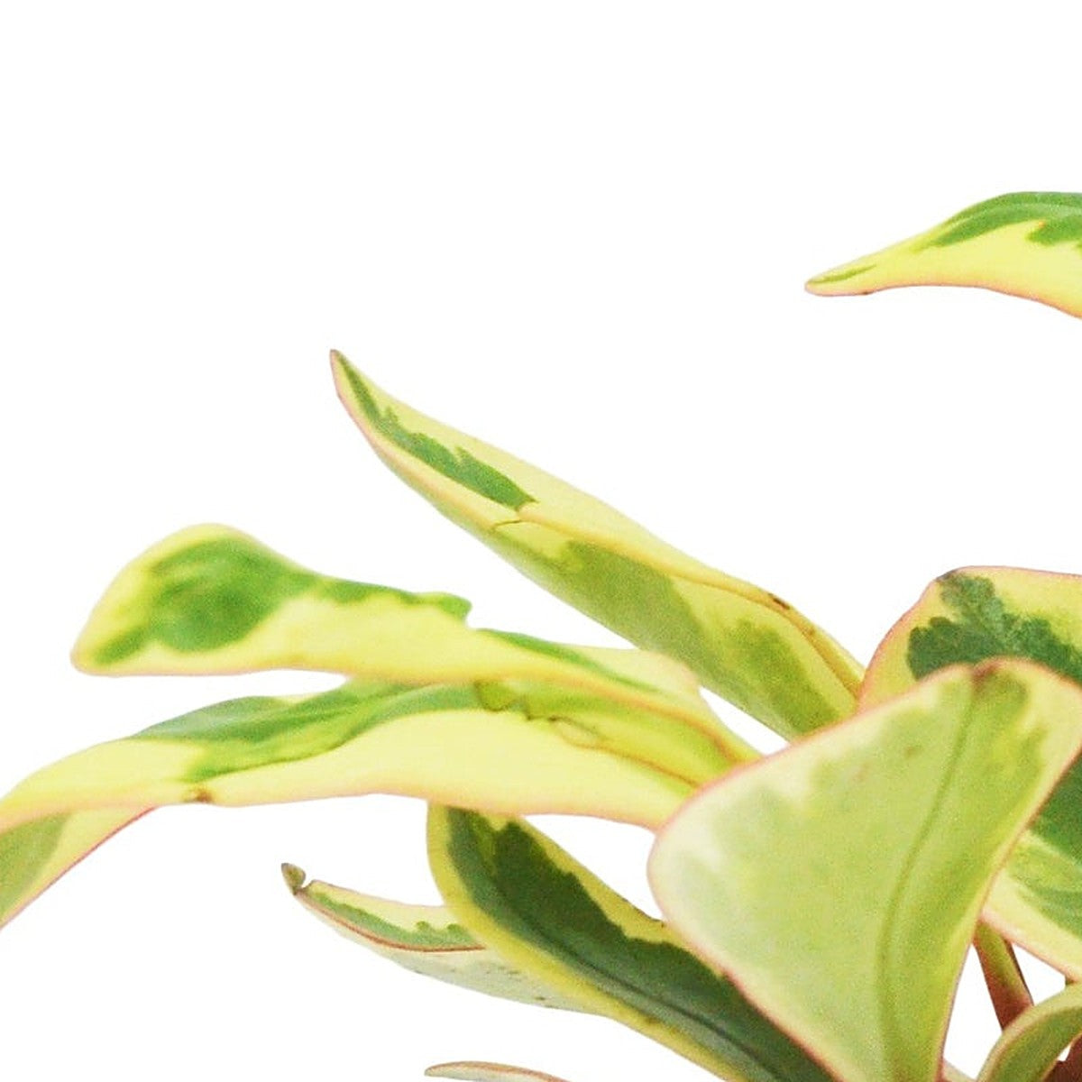 Close-up of 3 Peperomia Variety Pack foliage