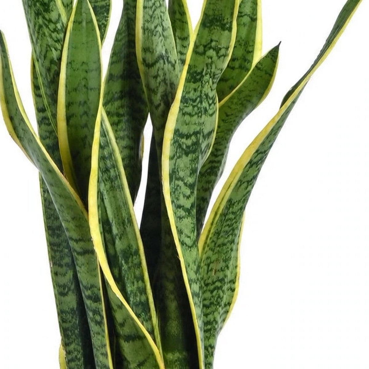 Close-up of Laurentii Snake Plant foliage