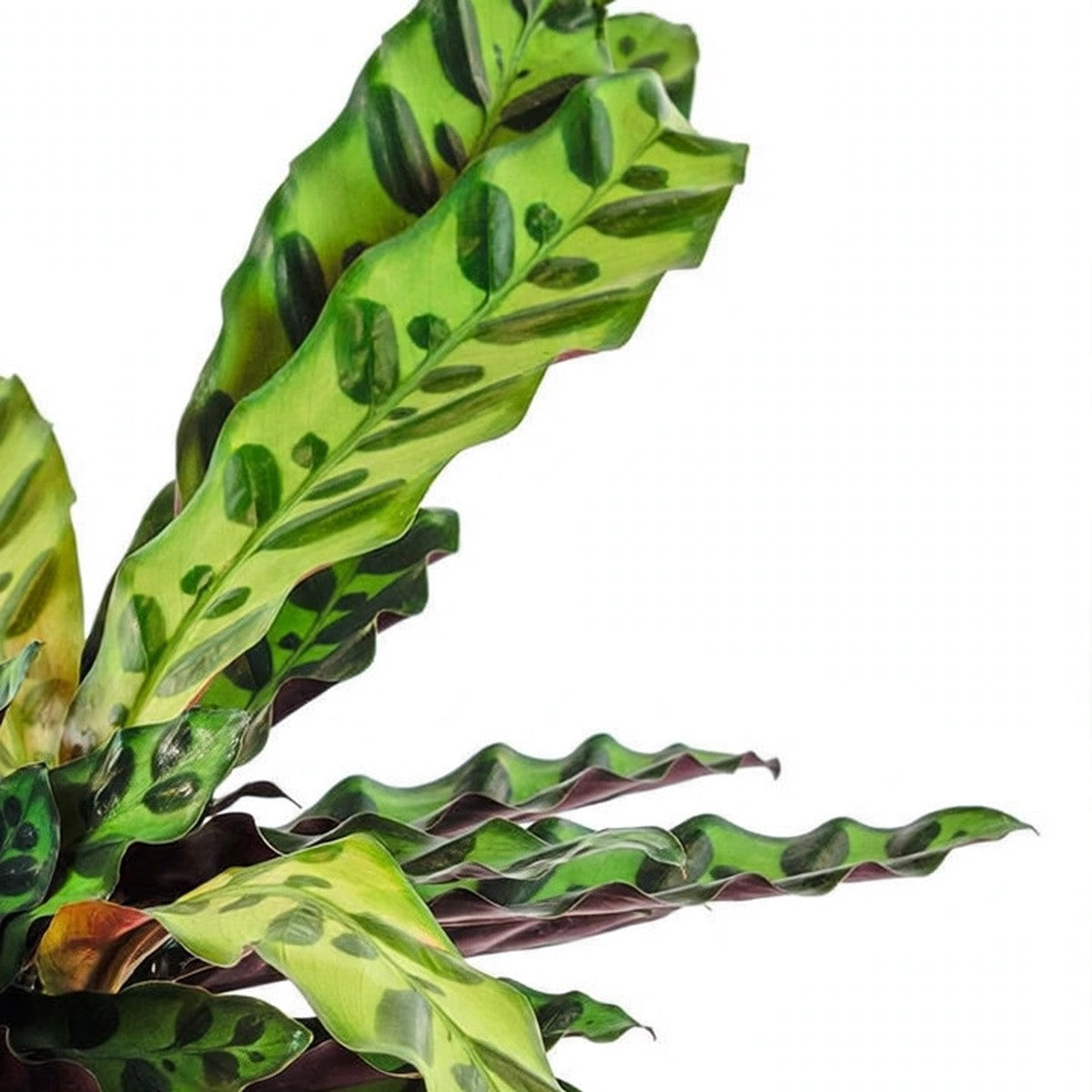 Close-up of Rattlesnake Calathea foliage
