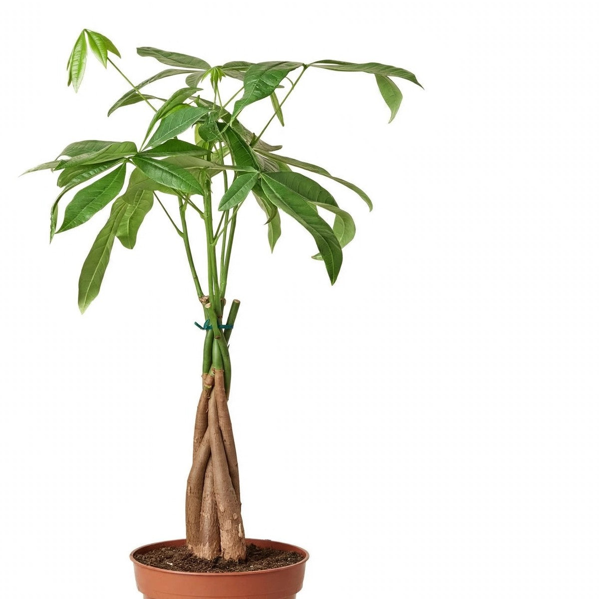 Close-up of Money Tree Braid foliage