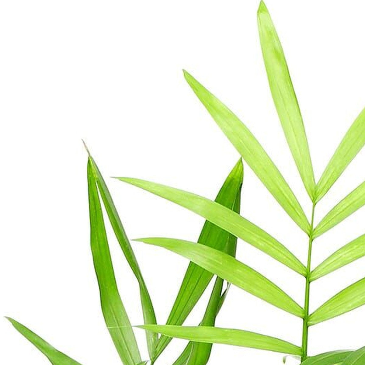 Close-up of Parlor Palm foliage