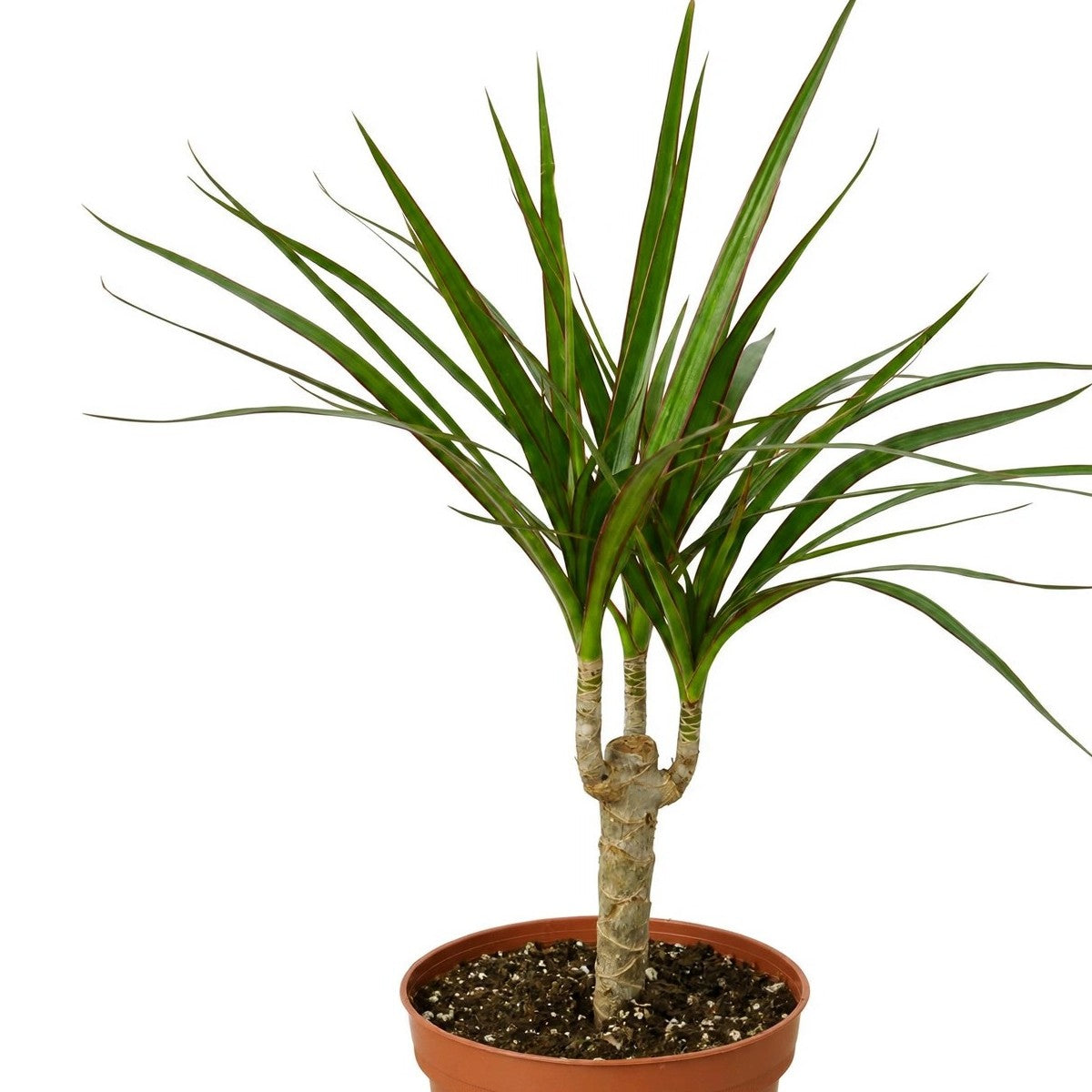 Close-up of Marginata Dracaena foliage