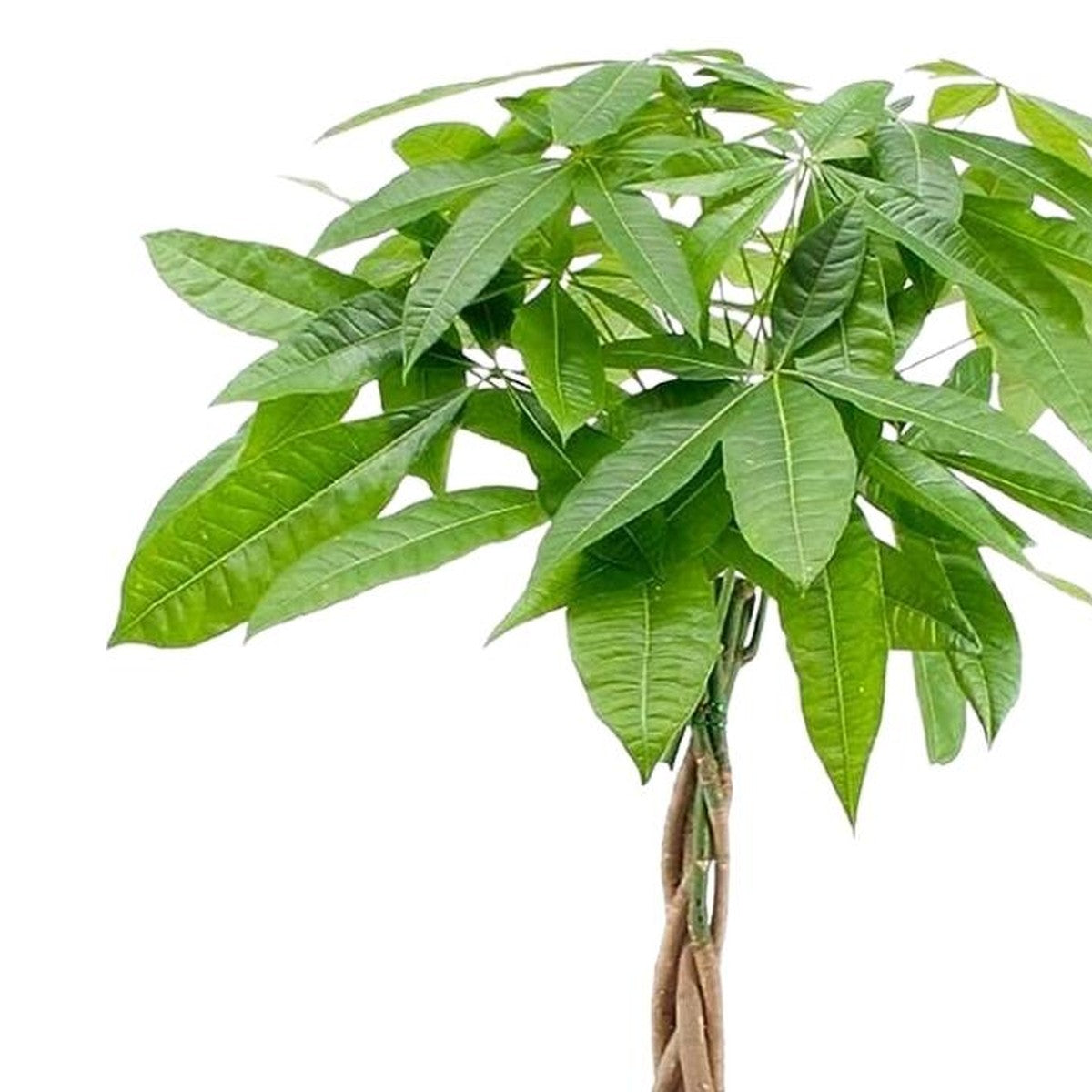 Close-up of Money Tree foliage