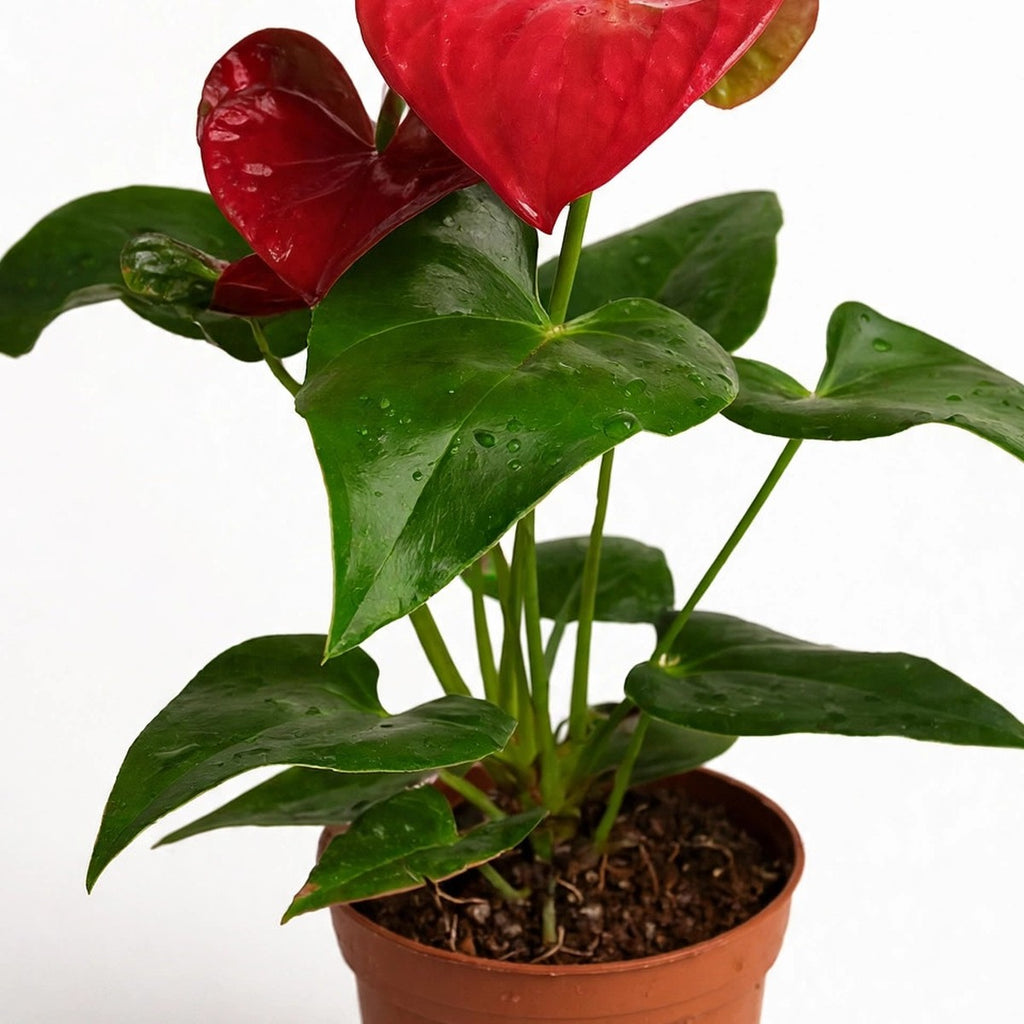 Close-up of Red Anthurium foliage