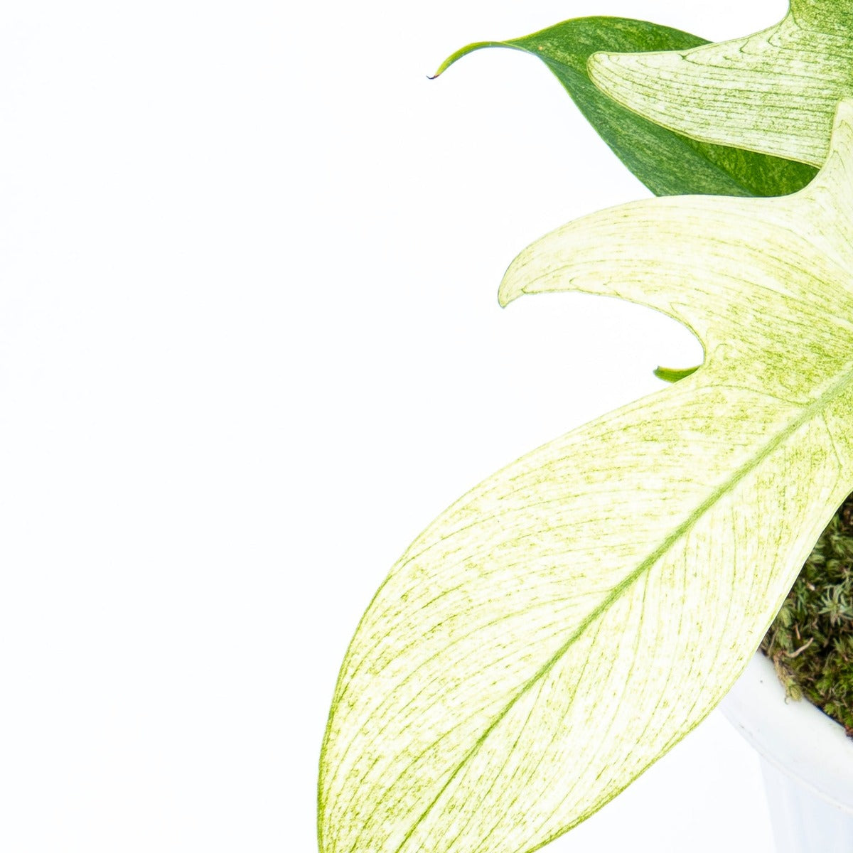 Close-up of Florida Ghost Philodendron foliage