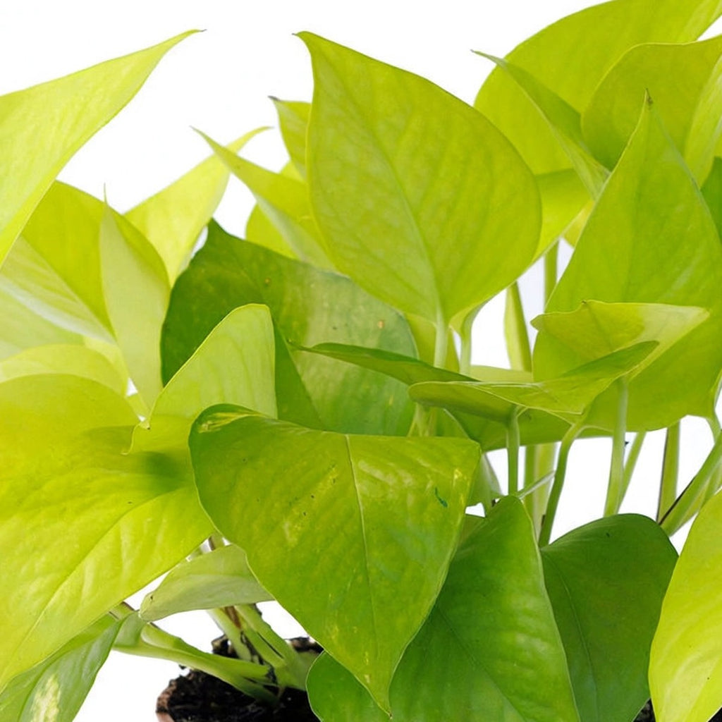 Close-up of Neon Pothos foliage