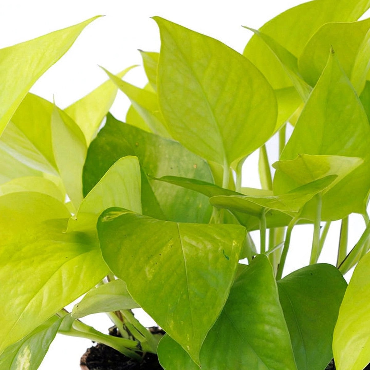 Close-up of Neon Pothos foliage