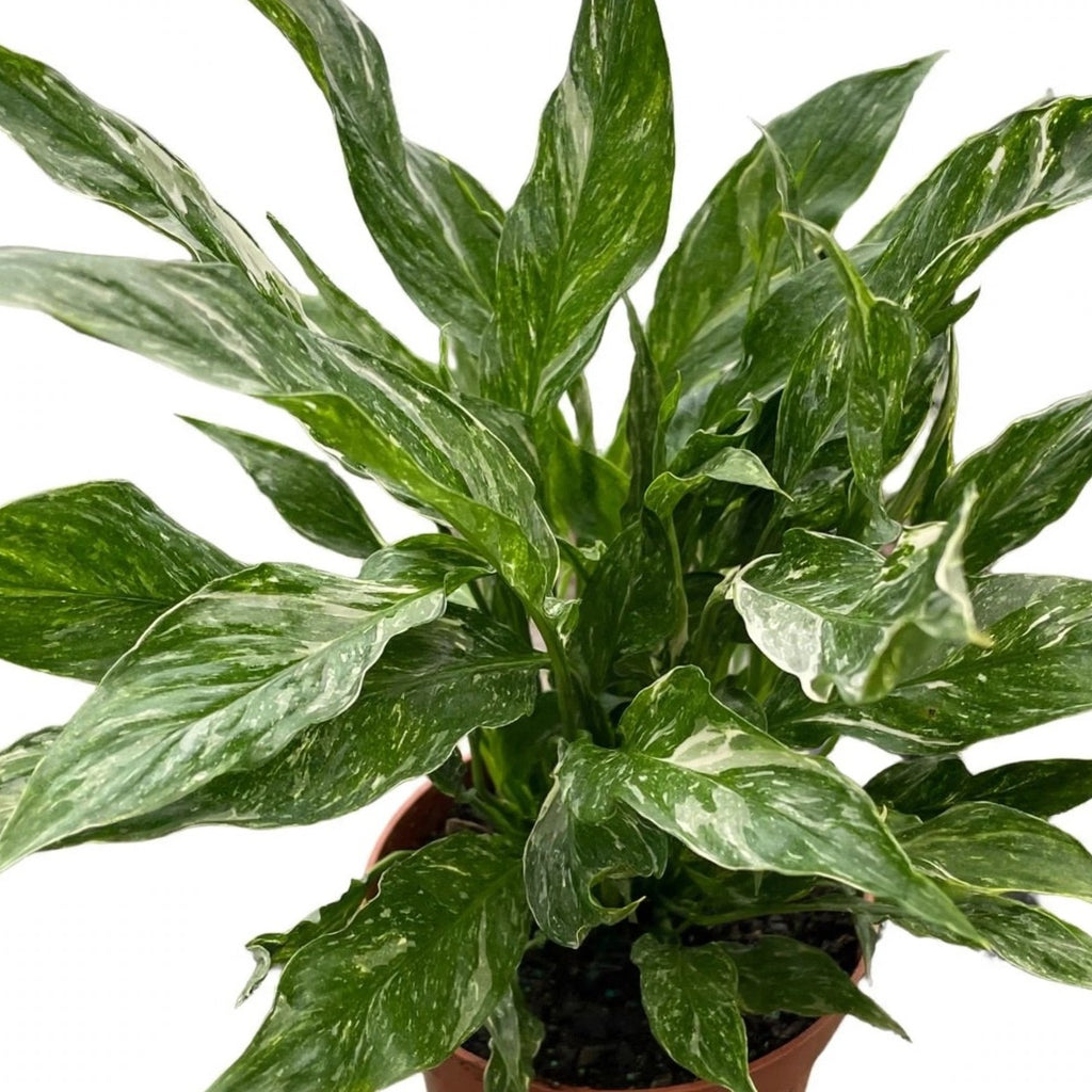Close-up of Domino Peace Lily foliage