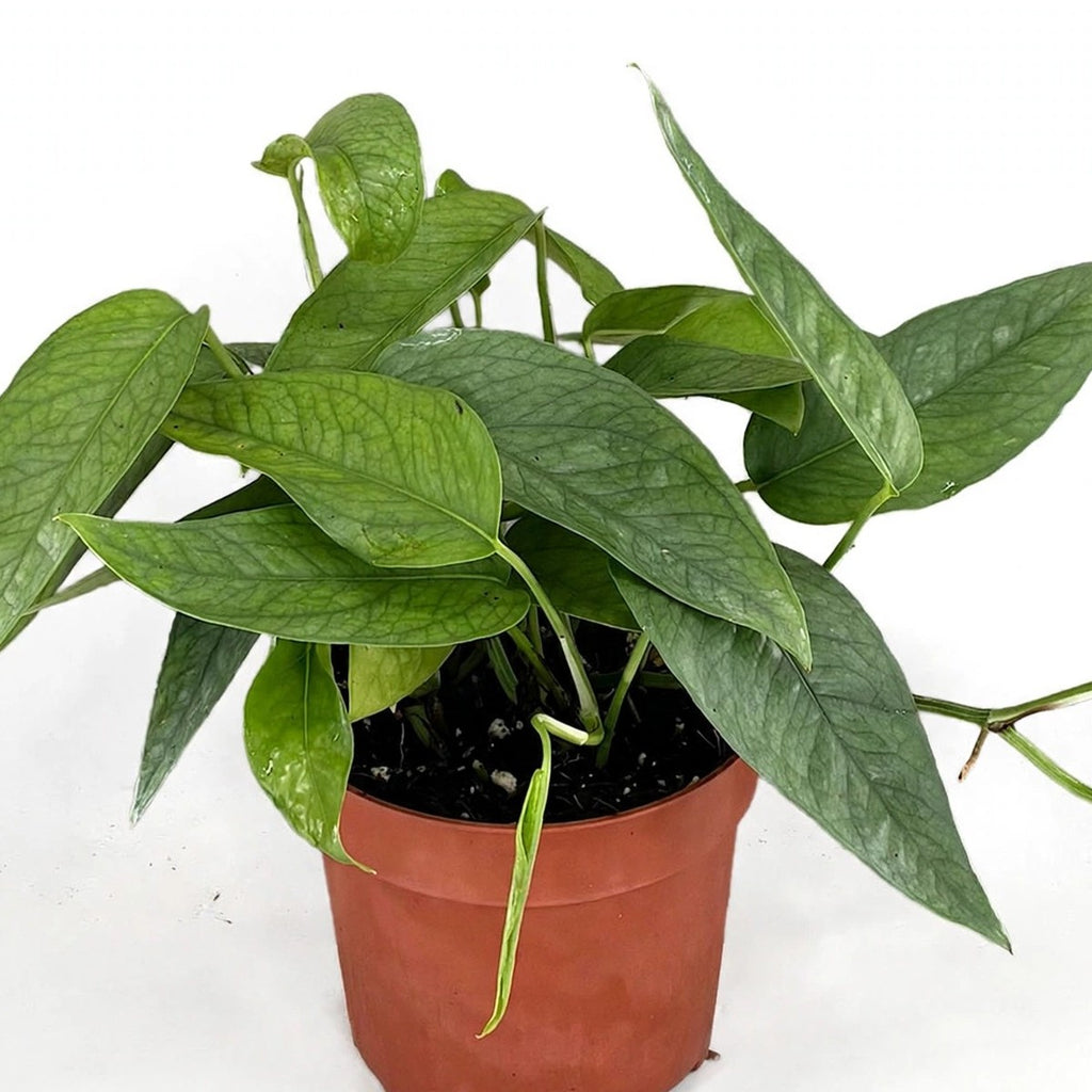 Close-up of Cebu Blue Pothos foliage