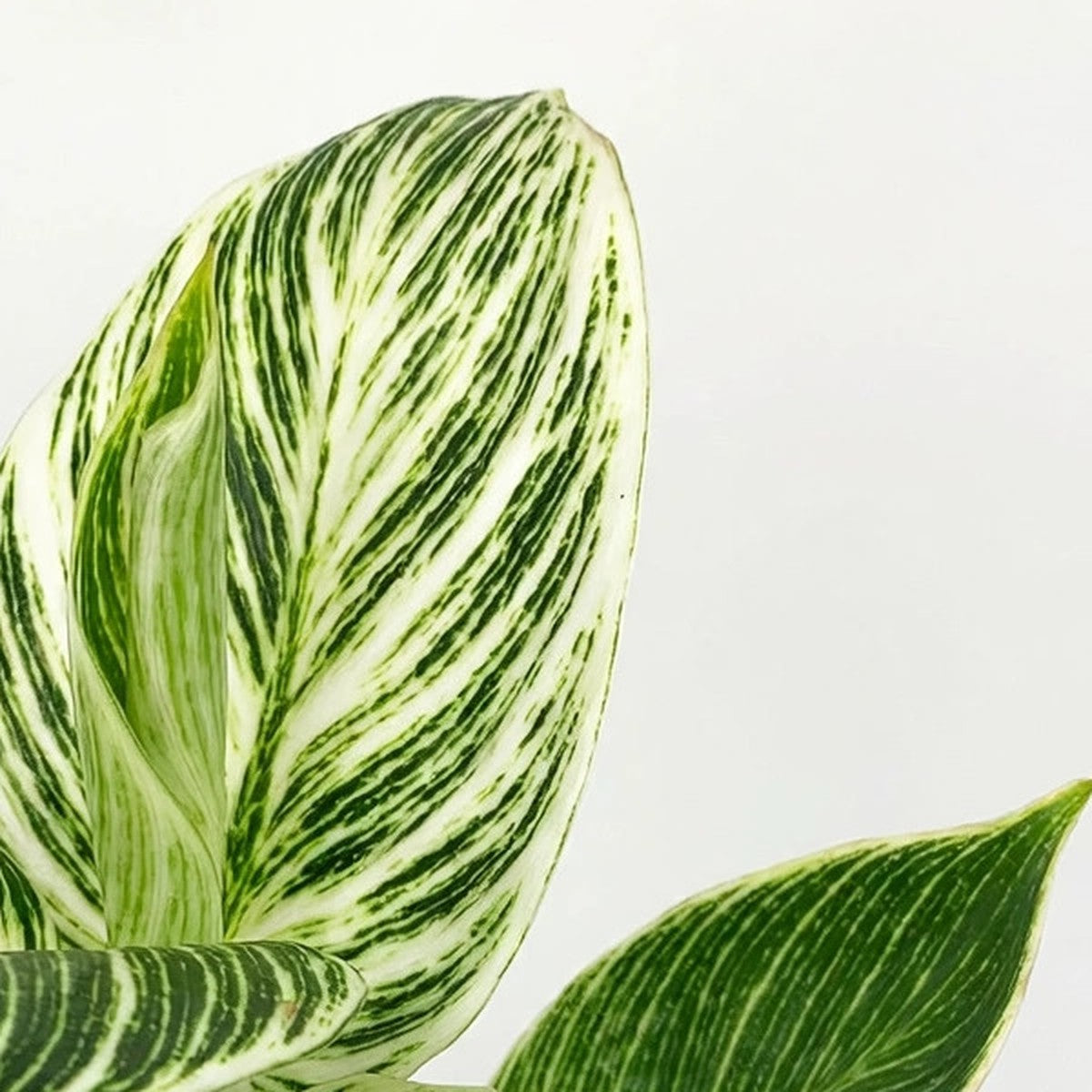 Close-up of Philodendron Birkin foliage