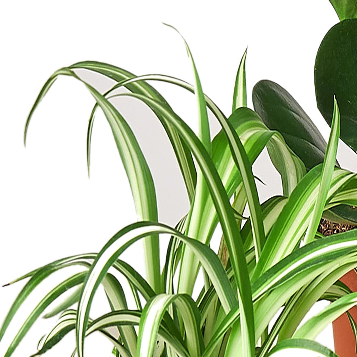 Close-up of Pet Friendly Bundle foliage