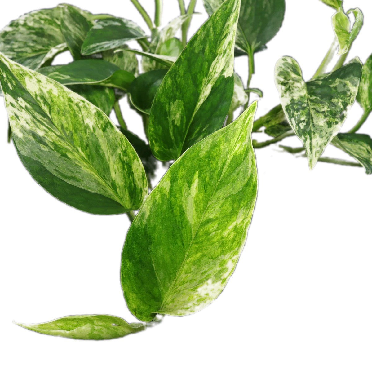 Close-up of Marble Queen Pothos foliage