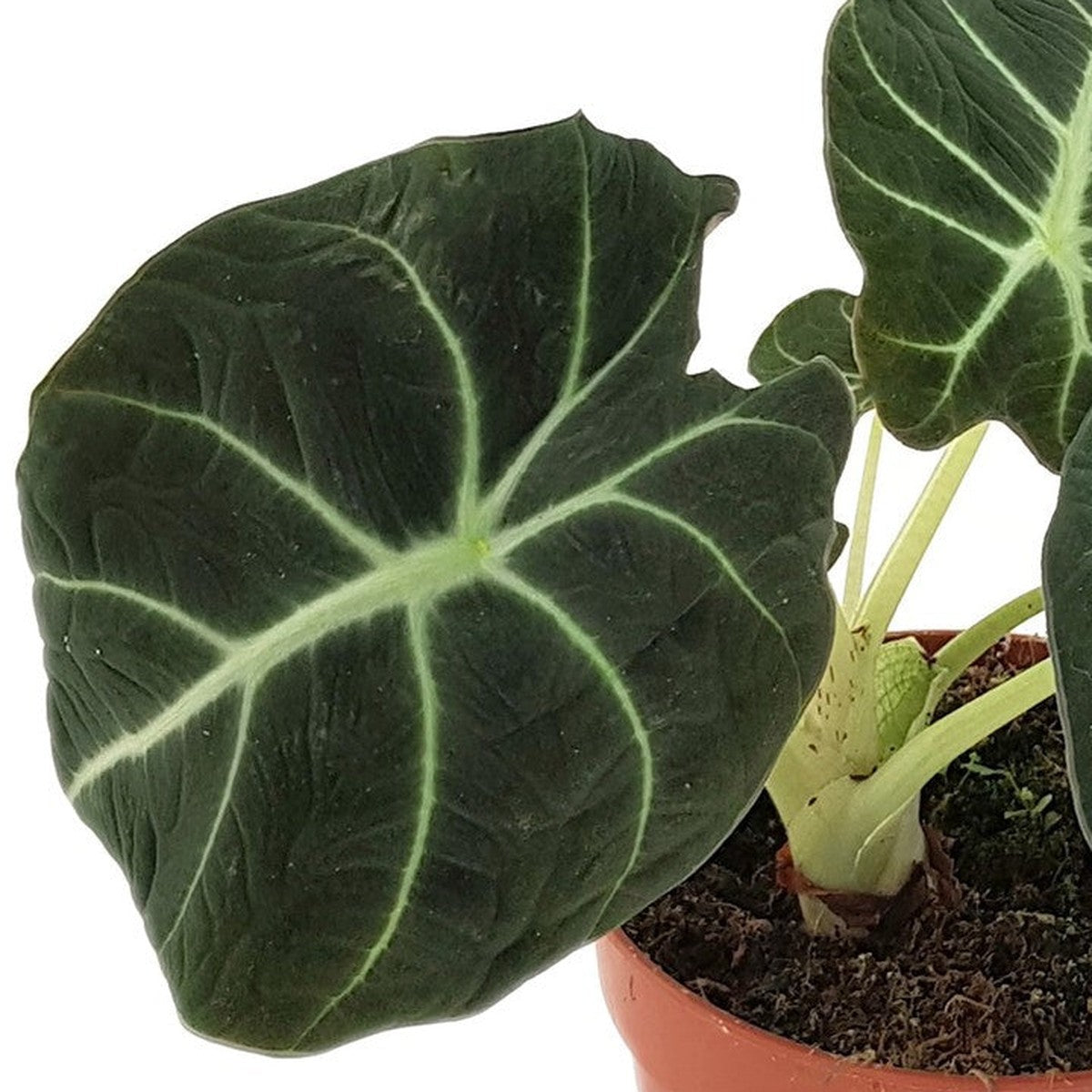 Close-up of Black Velvet Alocasia foliage