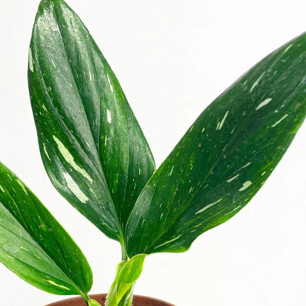Close-up of Standeleyana Albo Monstera foliage