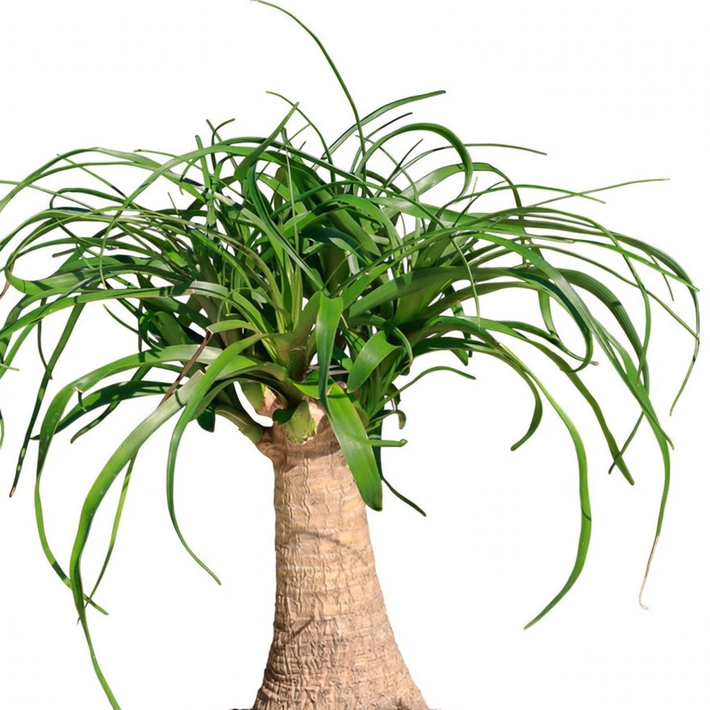 Close-up of Ponytail Palm foliage