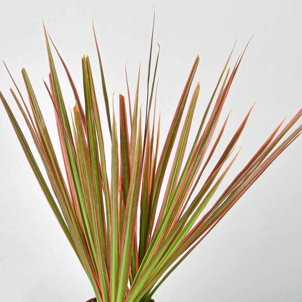 Close-up of Colorama Dracaena foliage
