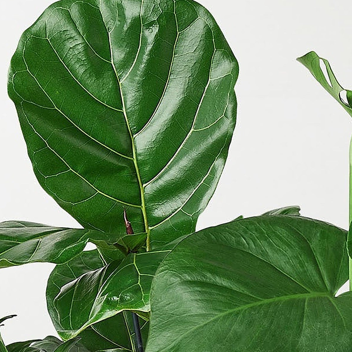 Close-up of Best Selling Bundle foliage
