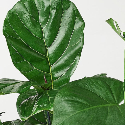 Close-up of Best Selling Bundle foliage