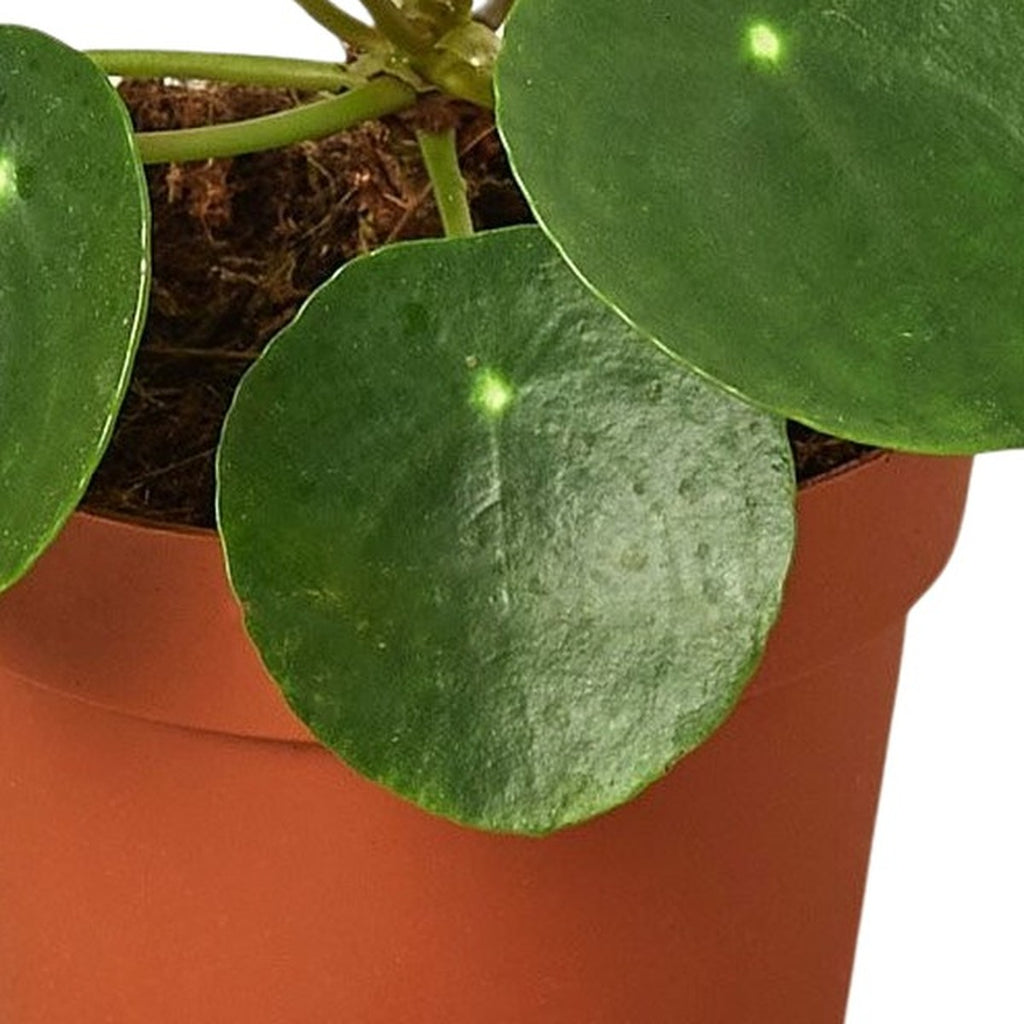 Close-up of Chinese Money Plant foliage