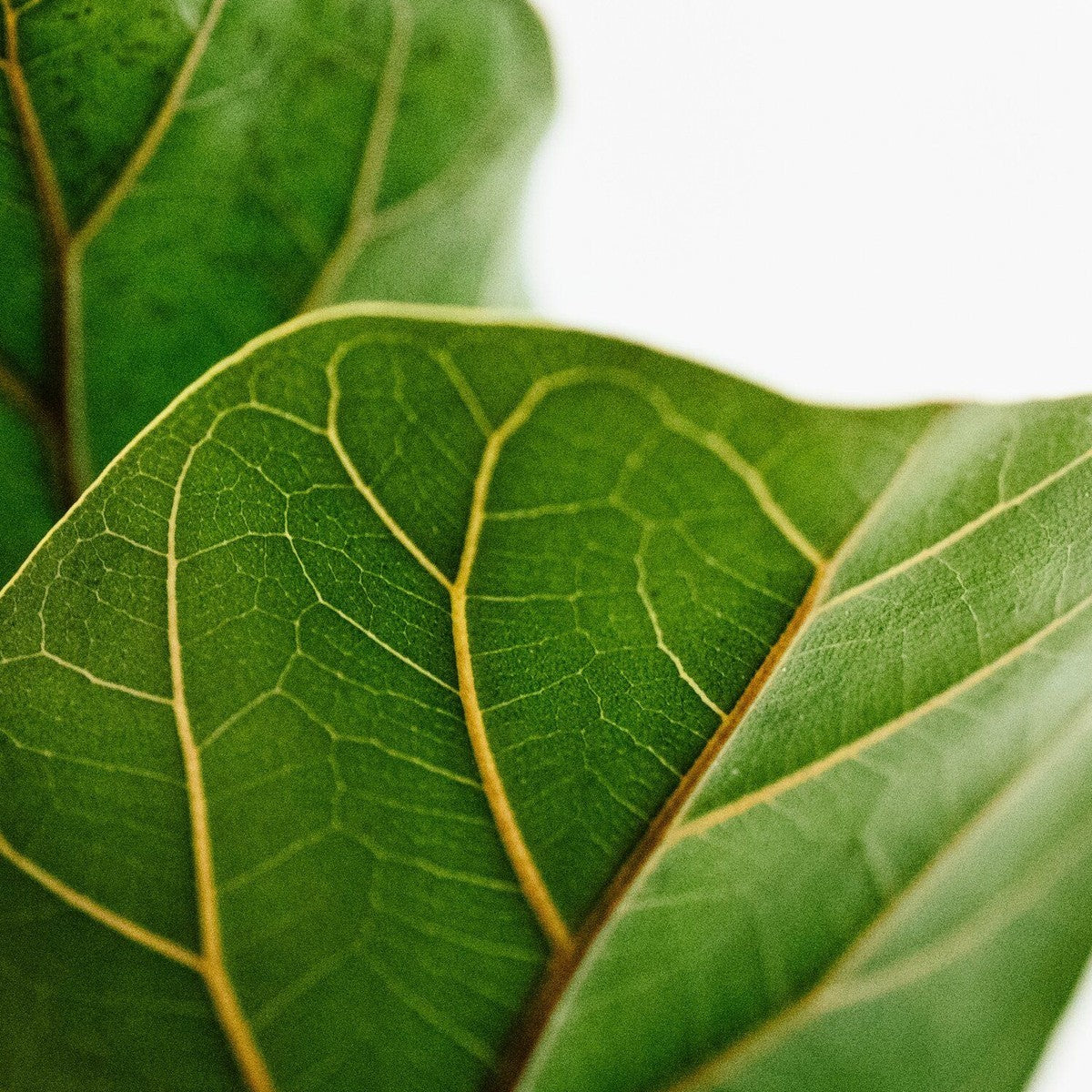 Close-up of Fiddle Leaf Fig foliage