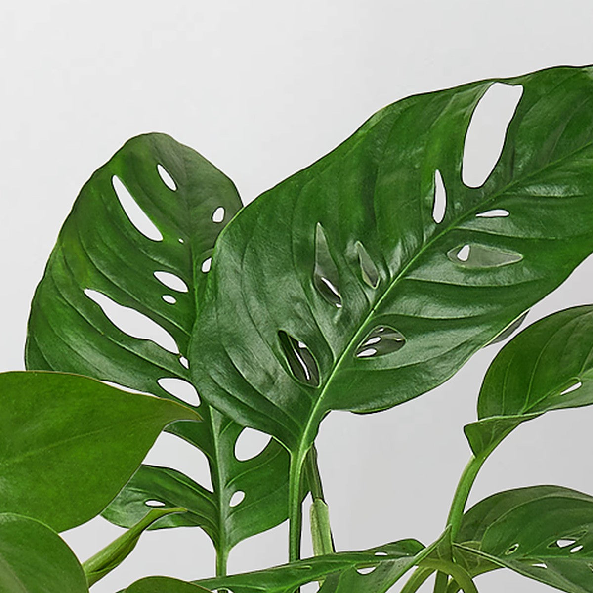 Close-up of Monstera Bundle foliage