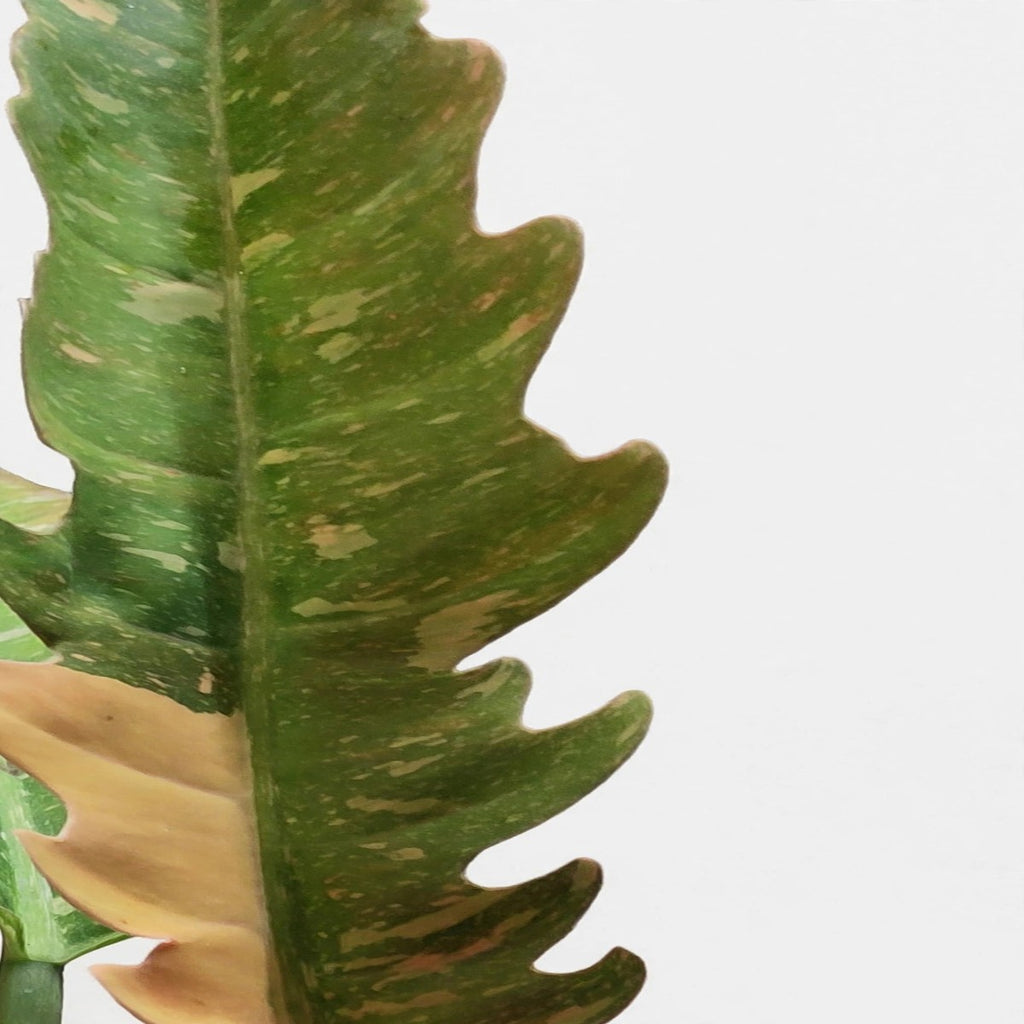 Close-up of Ring of Fire Philodendron foliage