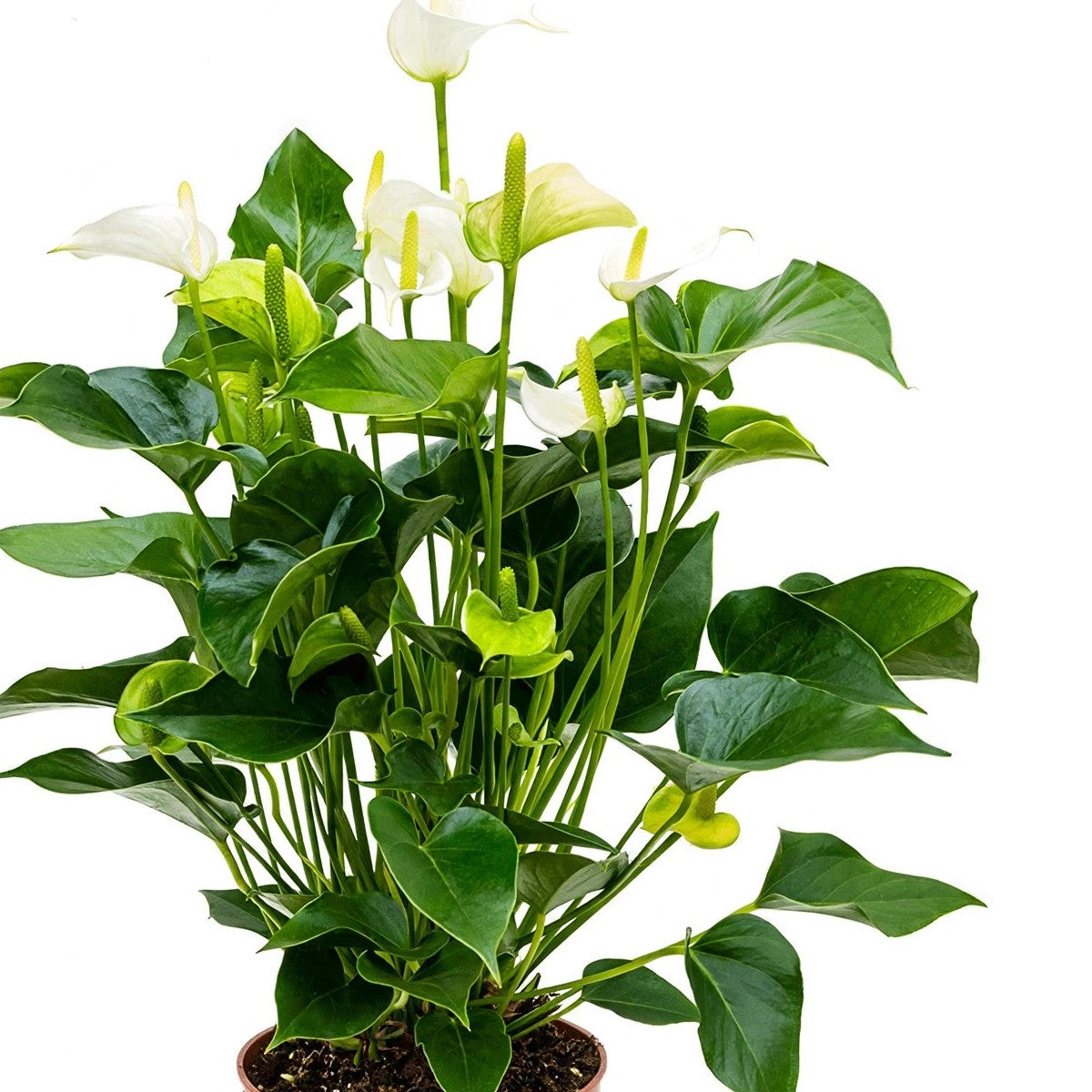 Close-up of White Anthurium foliage