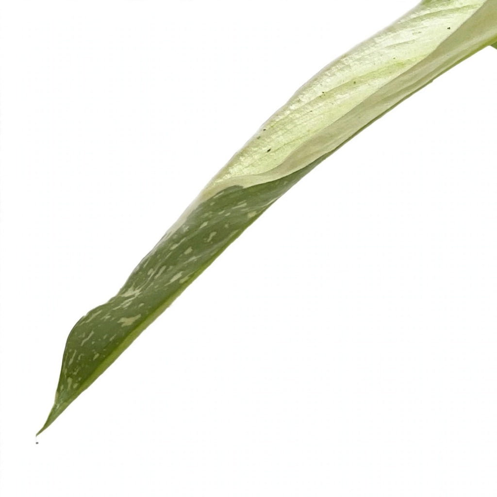Close-up of Philodendron Jose Bueno foliage