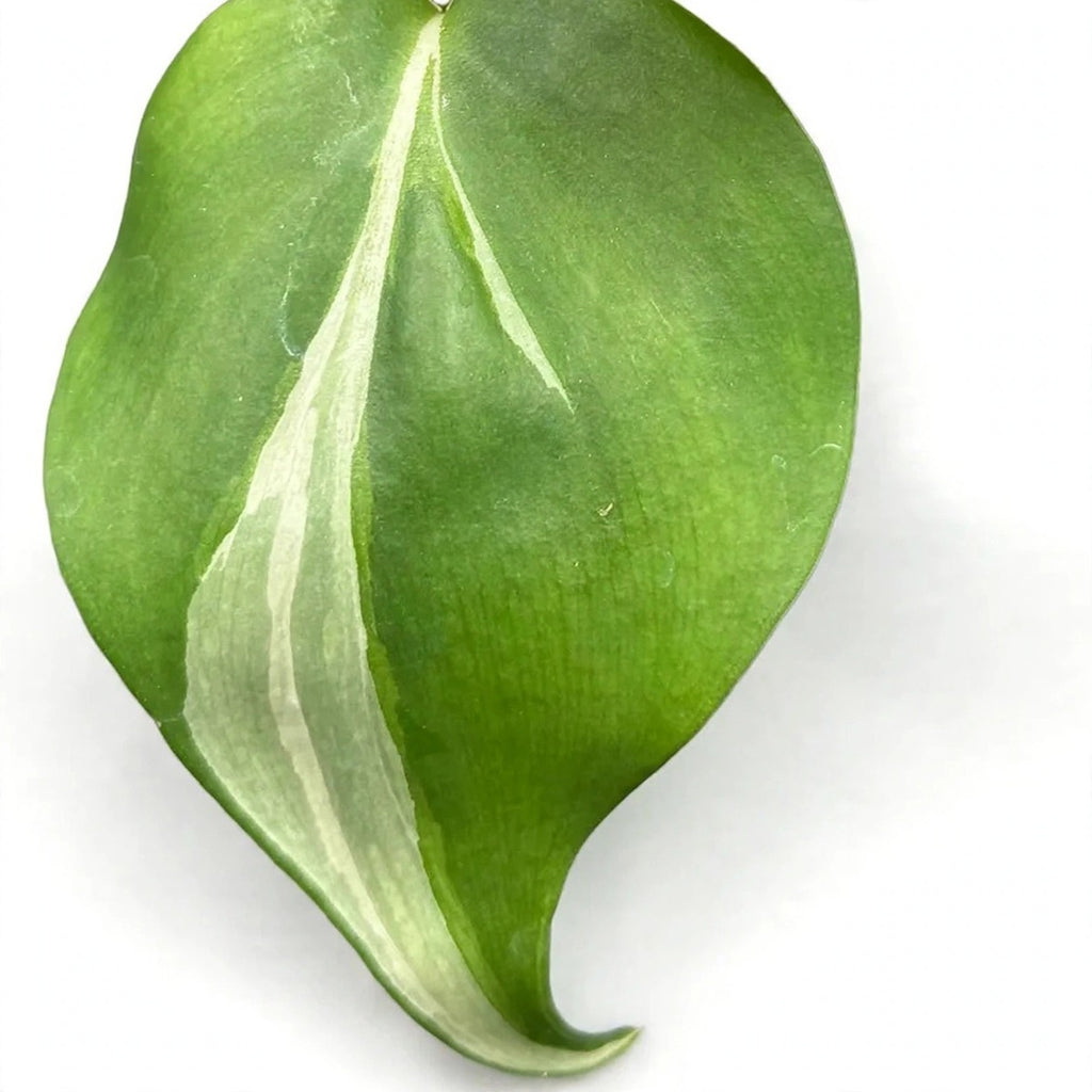 Close-up of Silver Stripe Philodendron foliage