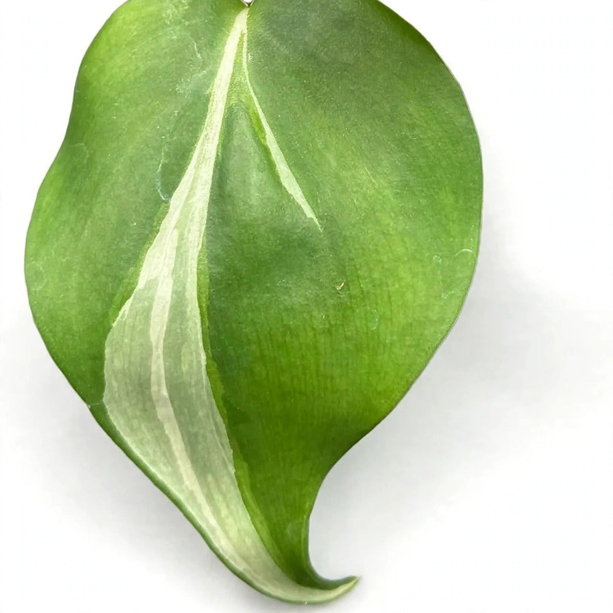 Close-up of Silver Stripe Philodendron foliage