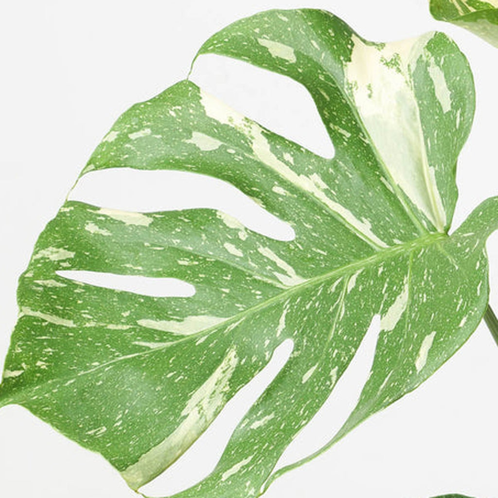 Close-up of Thai Constellation Monstera foliage