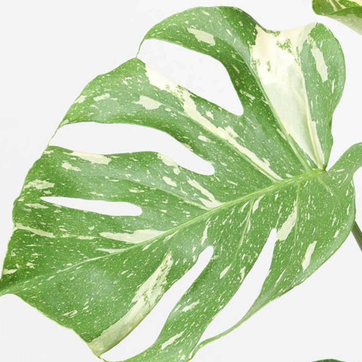 Close-up of Thai Constellation Monstera foliage