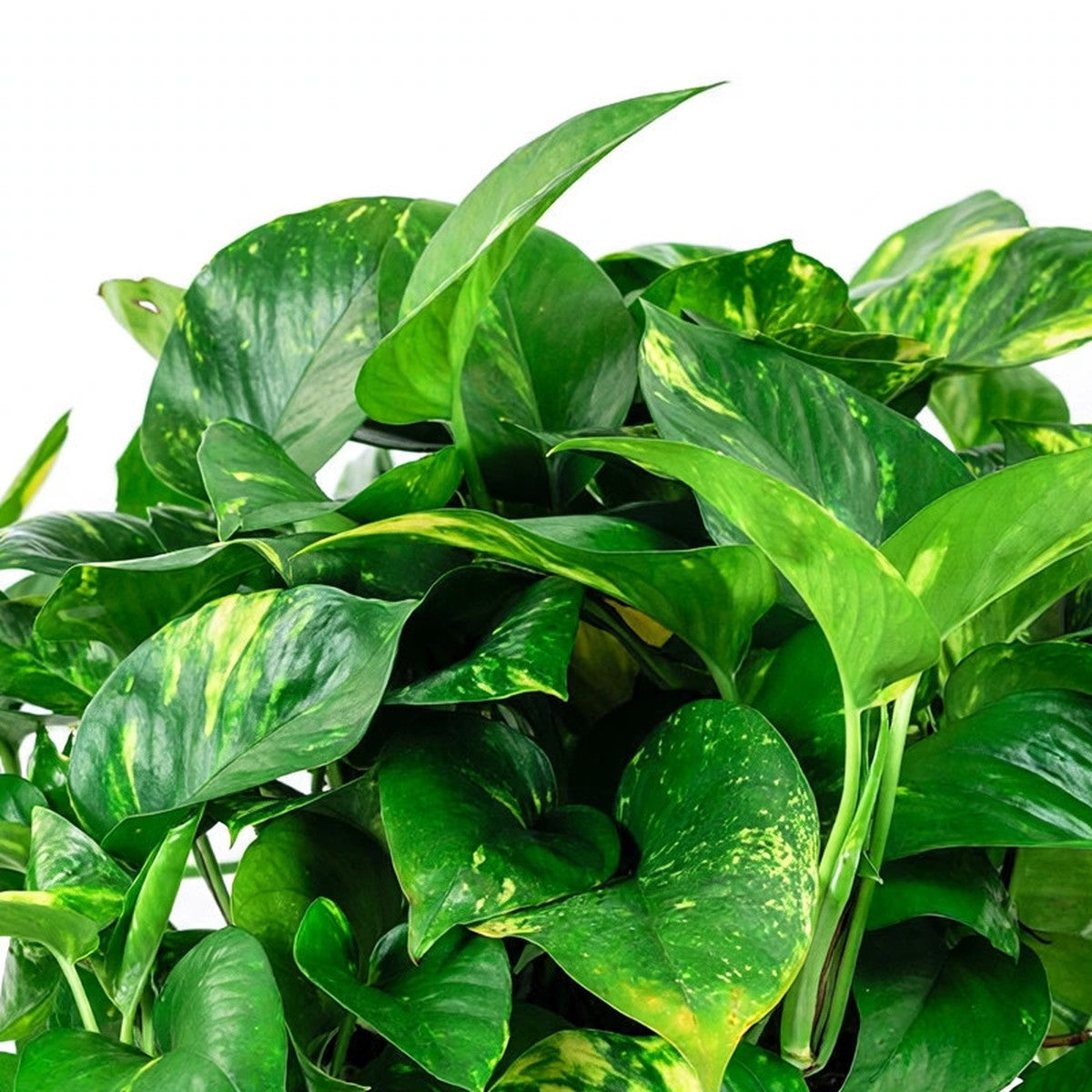 Close-up of Golden Pothos foliage