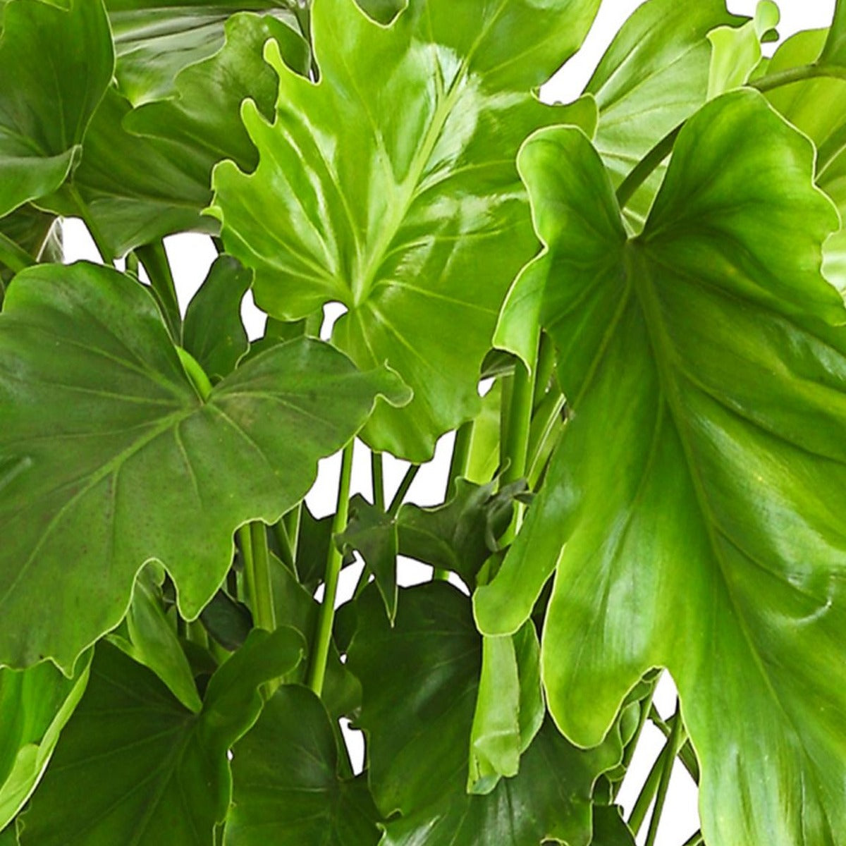 Close-up of Little Hope Philodendron foliage