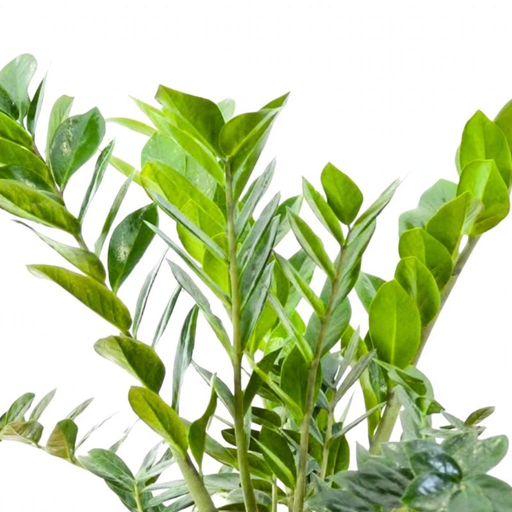 Close-up of ZZ Plant foliage