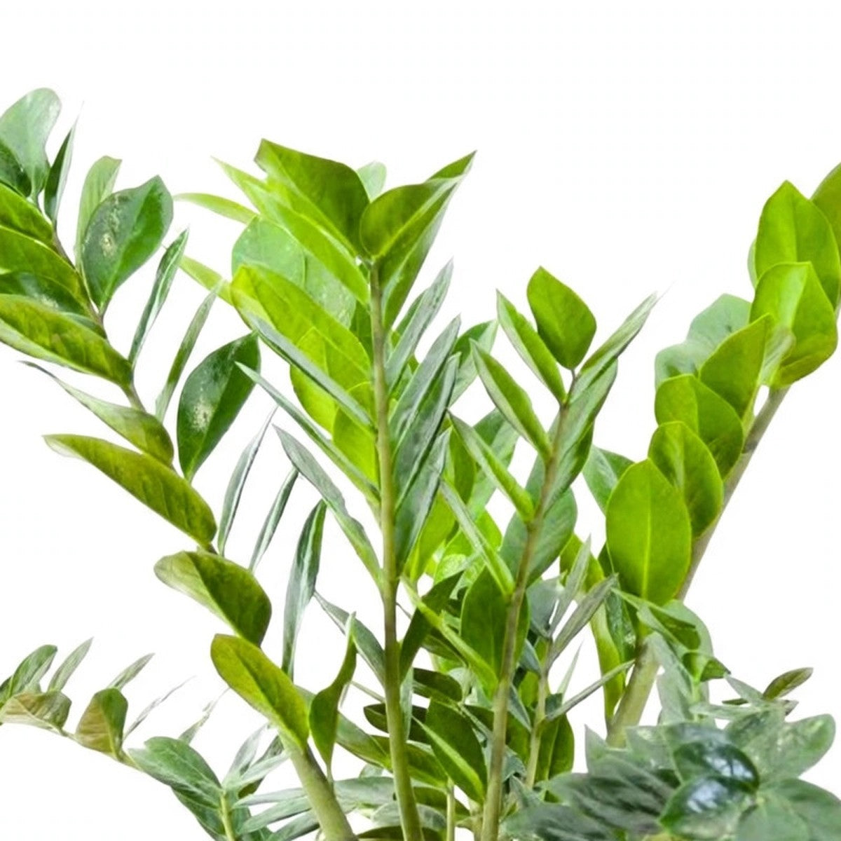 Close-up of ZZ Plant foliage