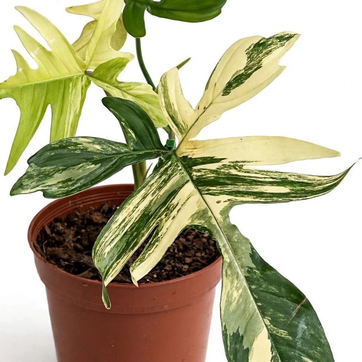 Close-up of Florida Beauty Philodendron foliage