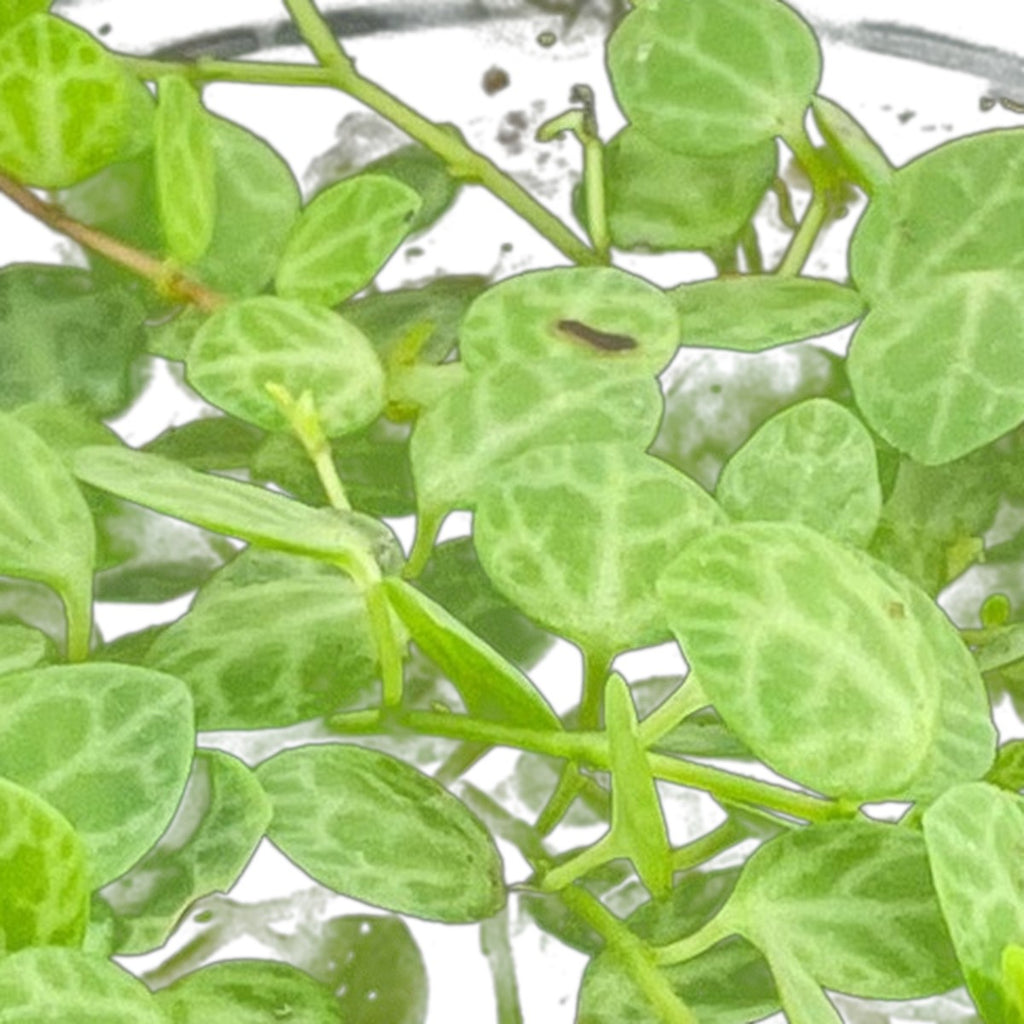 Close-up of String of Turtles foliage