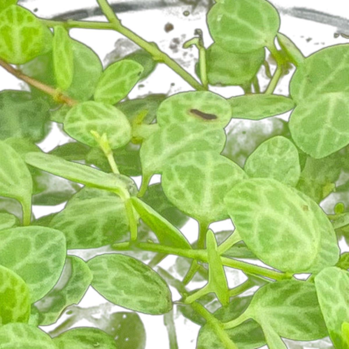 Close-up of String of Turtles foliage