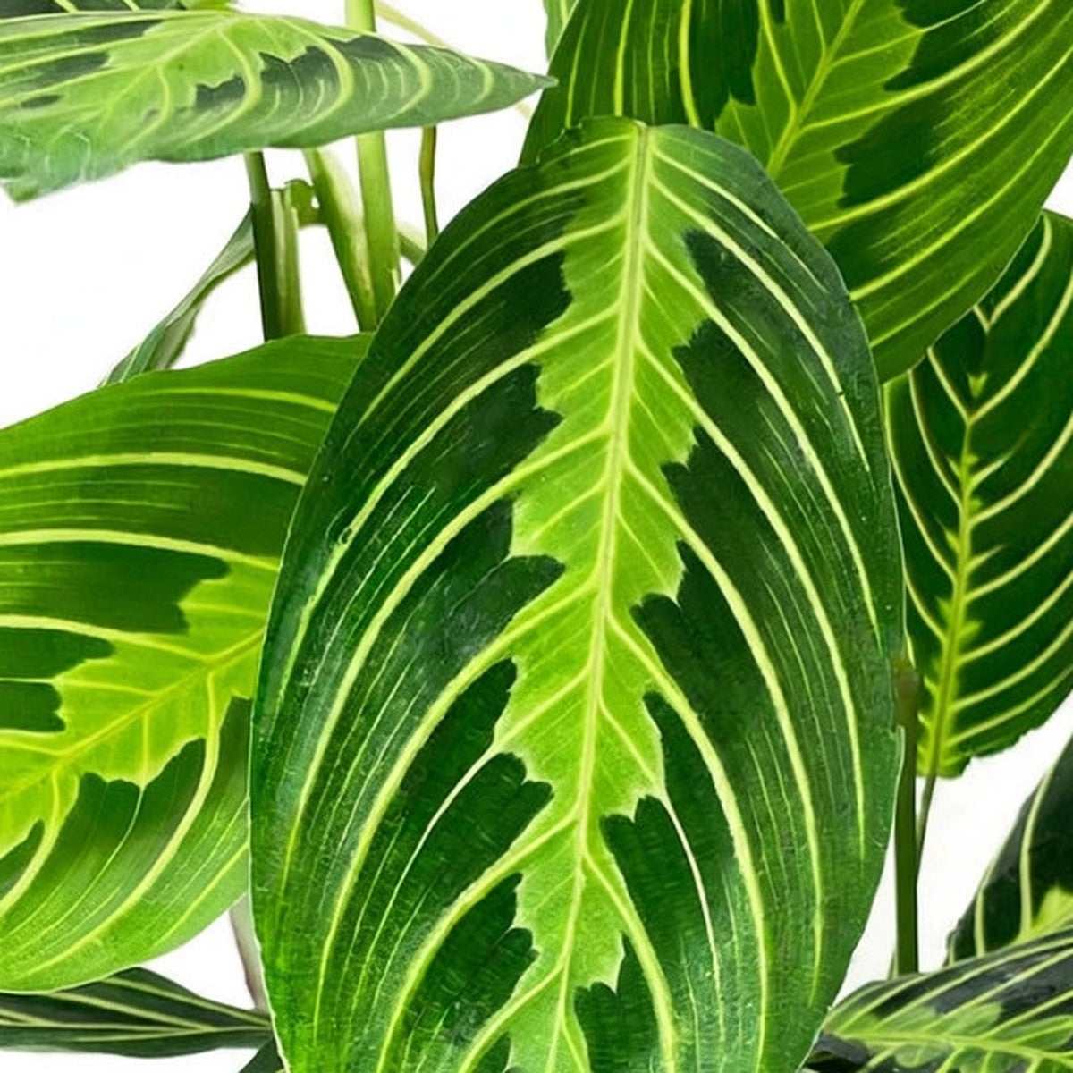 Close-up of Lemon Lime Prayer Plant foliage