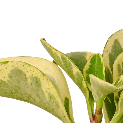 Close-up of 3" Tropical Bundle foliage