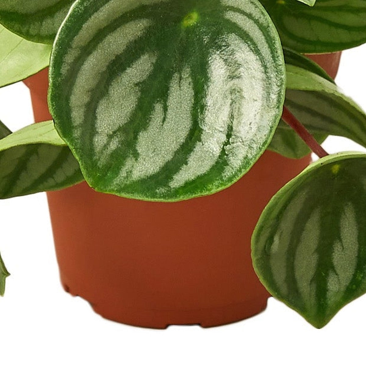 Close-up of Peperomia Watermelon foliage