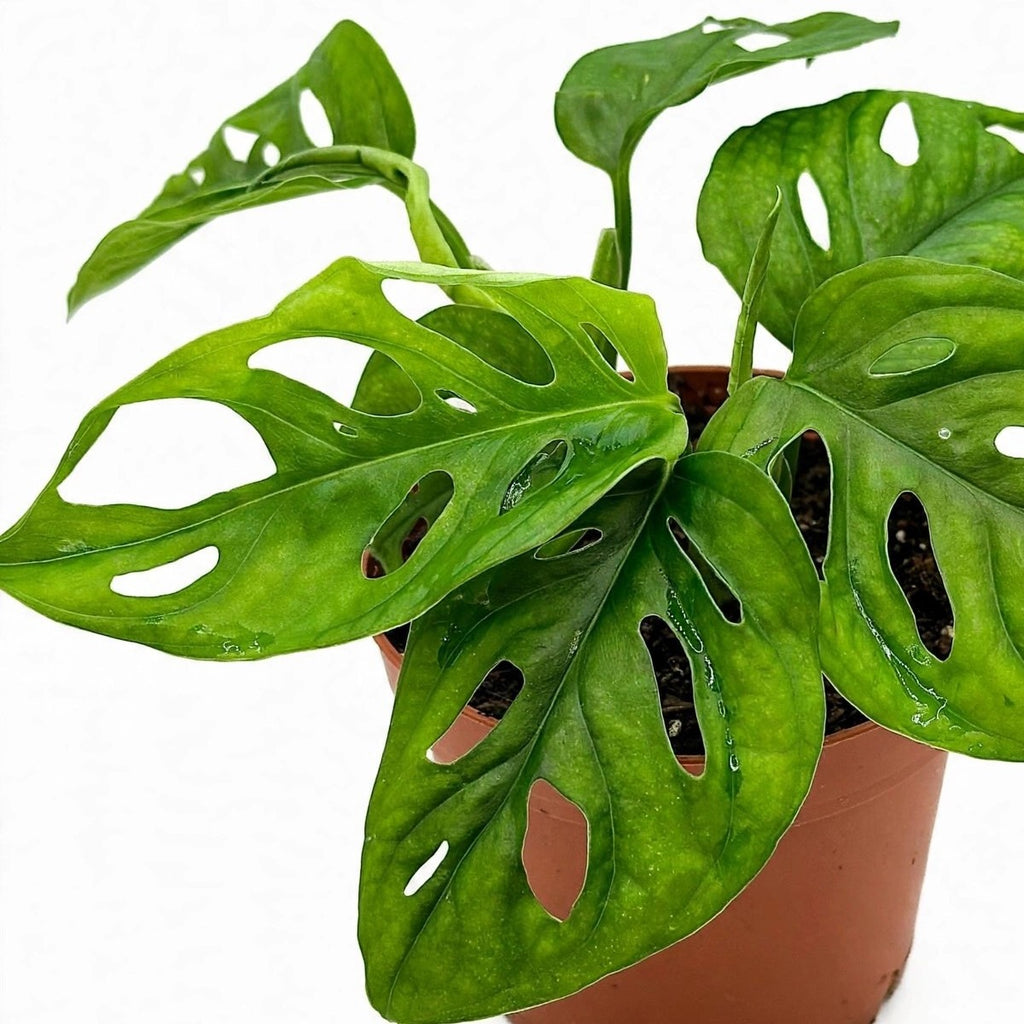 Close-up of Swiss Cheese Monstera foliage